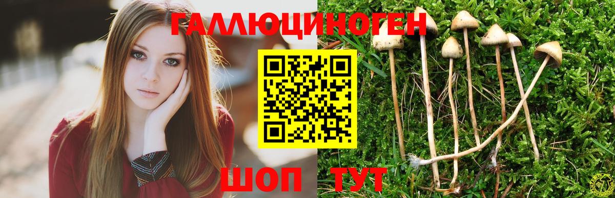Галлюциногенные грибы MAGIC MUSHROOMS  Псилоцибиновые грибы Cubensis  Губкин  Вход с VPN 